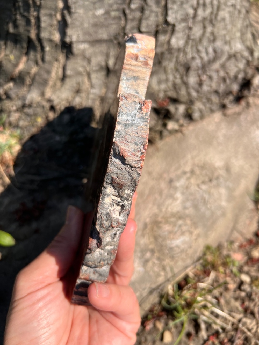 Petrified (10) wood slab with stand | crystal - Picture 3 of 17